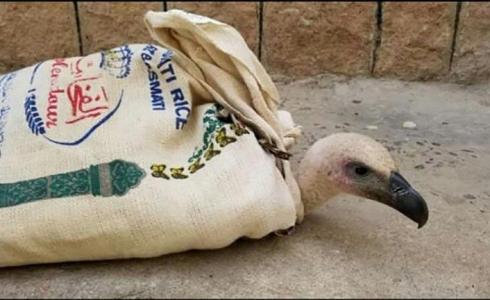 النسر نيلسون