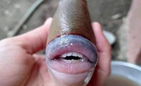  سمكة تمتلك أسنانا وفما شبيهين بالإنسان