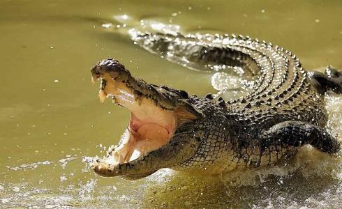 شاهد: تمساح يلتهم فهد تحت الماء بدقائق