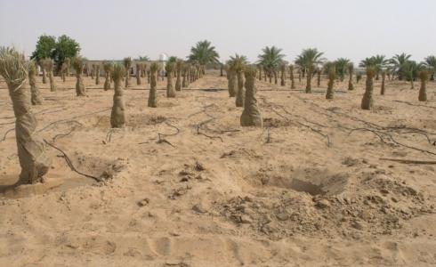 الزراعة والرحمة تطلقان مشروع توزيع فسائل النخيل