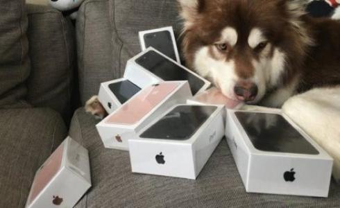 ثري صيني يرفّه كلبه بهواتف آيفون 7