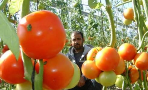 خضروات/ توضيحية