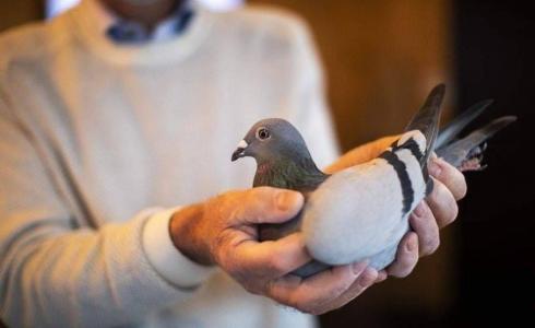 بيع حمامة بمليون و900 ألف دولار امريكي