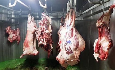 مصادرة نصف طن لحوم خطيرة للاستهلاك البشري في طمرة