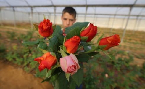 زهور غزة