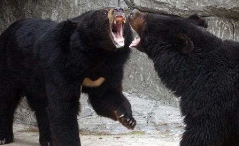 قتل الصيادون العام الماضي 83 دبا وأربعة ذئاب