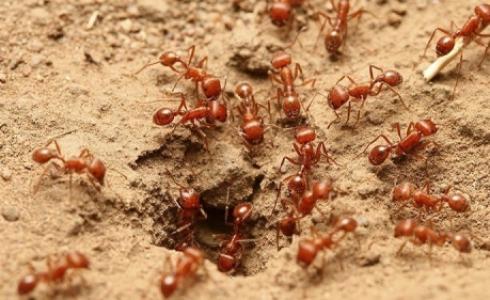 النمل الأحمر الناري