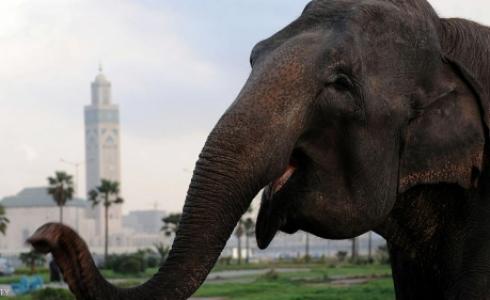حجر الفيل تخطى الحواجز وقتل الطفلة المغربية- أرشيفية