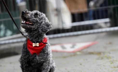 التهم الكلب اثنين من أصابع الرجل أثناء نومه