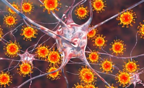 1.7 مليون فيروس قد تصيب الانسان مصدرها واحد