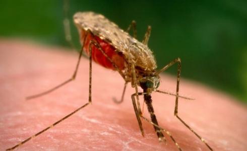 هل مرض الملاريا معدي أو قاتل