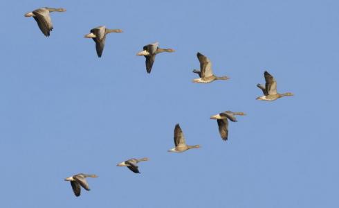 طيور مهاجرة