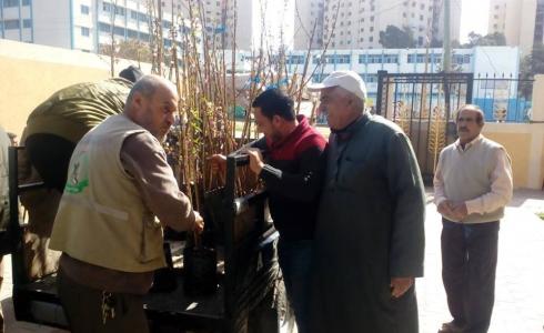 توزيع أشتال اللوزيات 