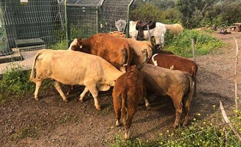 سرقة أبقار وخيول