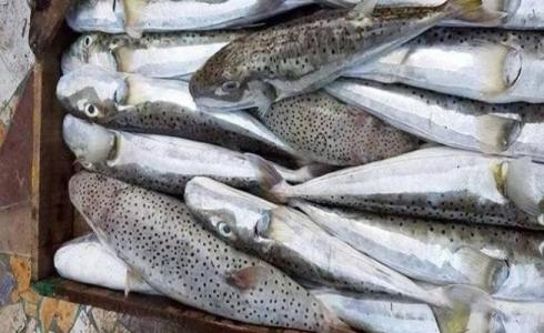 ضبط أسماك سامة في غزة