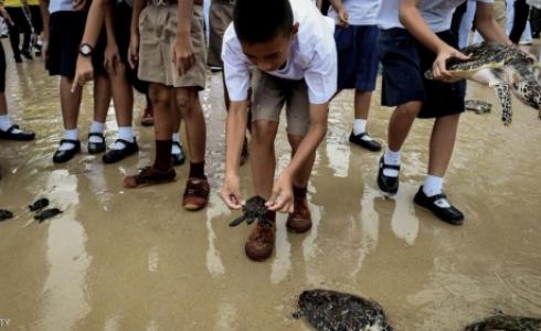 مركز حماية السلاحف البحرية في تشونبوري