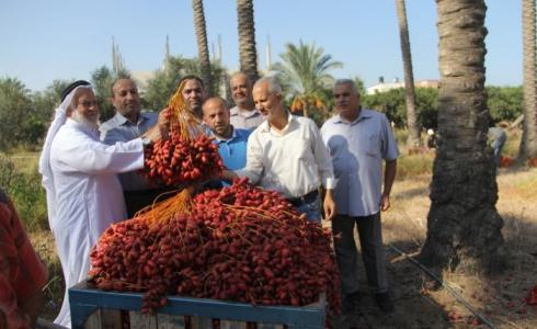 افتتاح موسم جني البلح في المغازي 