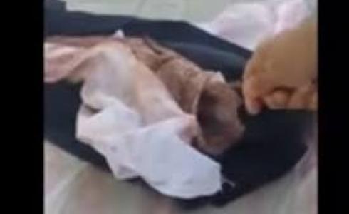 سحر داخل سمكة