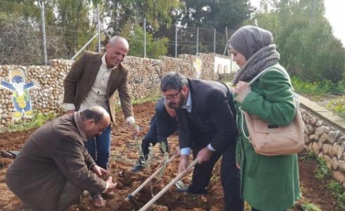 زراعة أشجار زيتون