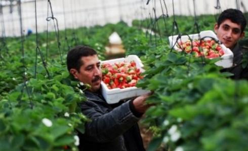 محاصيل الفراولة في قطاع غزة