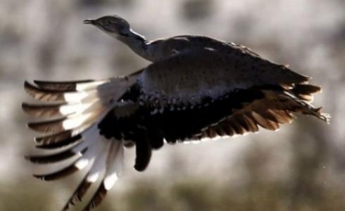 أنصار الحفاظ على البيئة يقولون إن عمليات صيد الحباري في باكستان يعرض هذا النوع من الطيور للخطر