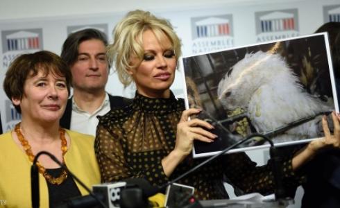 الممثلة باميلا أندرسون