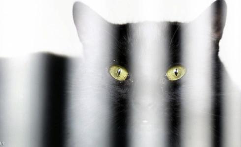 لم يتضح كيف أصيبت القطط بهذا الفيروس