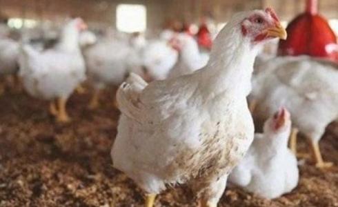 مزارع دواجن