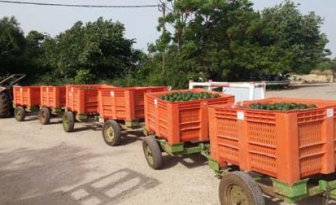 الشرطة الاسرائيلية تحبط سرقة طنين من أبوكادو في الجليل الغربي