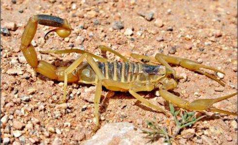 إصابة طفل إثر تعرضه للدغة عقرب في النقب