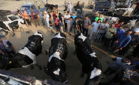 بلدية غزة تصدر إعلانا مهما لأصحاب المسالخ ومزارع المواشي - توضيحية