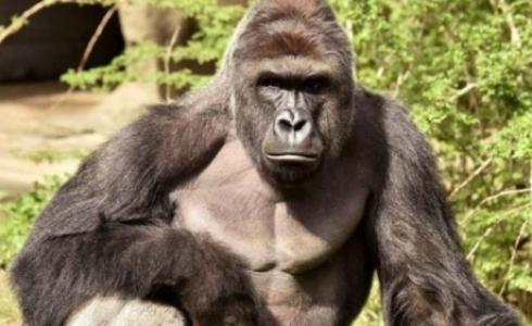 كان الغوريلا هارامبي يبلغ من العمر 17 عاما عند إطلاق النار عليه وقتله