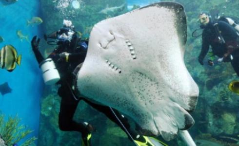 سمكة راي وسط غواصين