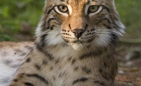 ظهور الوشق العربي