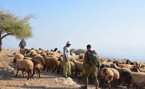 جنود الاحتلال يطردون رعاة الأغنام في الأغوار الشمالية