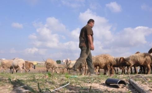 اغنام