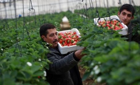 جني محصول التوت الارضي