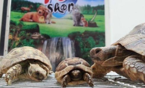 اقتناء الحيوانات الاليفة بغزة