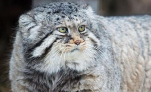 أكبر قط معمر في العالم 