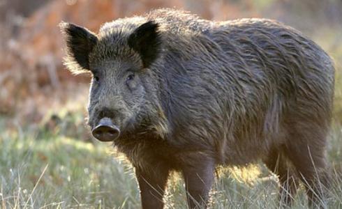 خنازير تتجول في منطقة السليلمة في الطبية