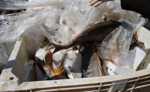 أسماك فاسدة