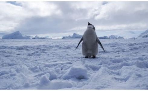 يشعر المهتمون بالبيئة بالسعادة بأن تكون منطقة بحر روس محمية بحرية