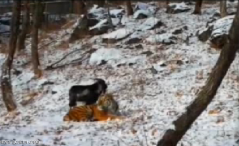 انتهاء "أغرب قصة" حب في روسيا
