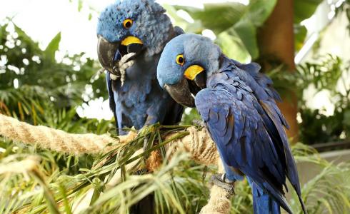 إطلاق  باقة عيد ميلاد "مسؤول حديقة الحيوان"