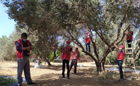  الوحدة العمالية في حي الزيتون لمساعدة المزارعين في جني الزيتون