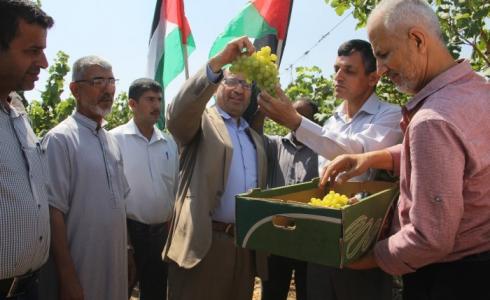  الزراعة تفتتح موسم العنب اللابذري لعام 2018 في رفح جنوب القطاع
