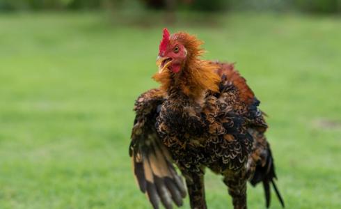 ديك يقتل إمرأة في أستراليا