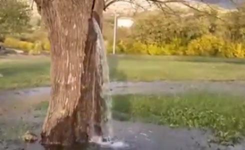 الشجرة النافورة