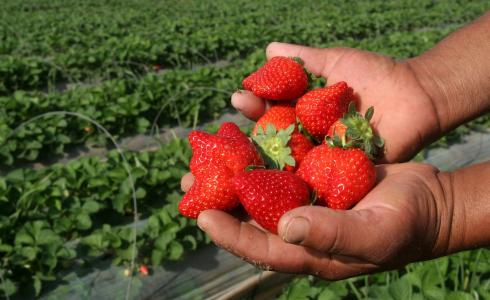مزارع يقطف ثمار الفراولة شمال قطاع غزة