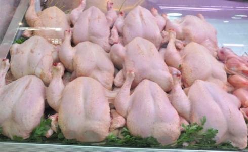 اسعار الدجاج في غزة اليوم